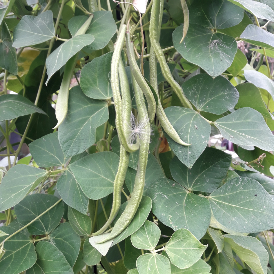 Runner beans