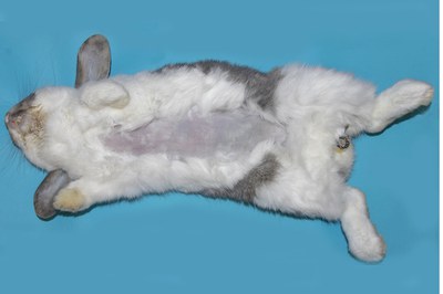 Clip fur from ventral abdomen Clip fur from ventral abdomen