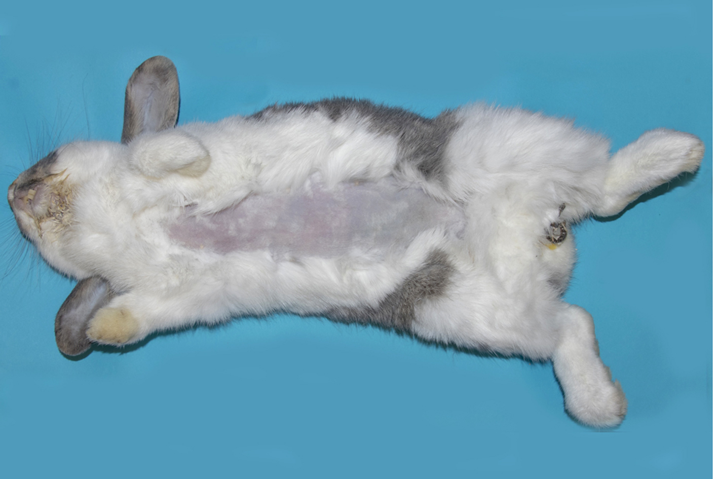 Clip fur from ventral abdomen