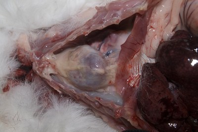 Examine thoracic cavity Examine thoracic cavity