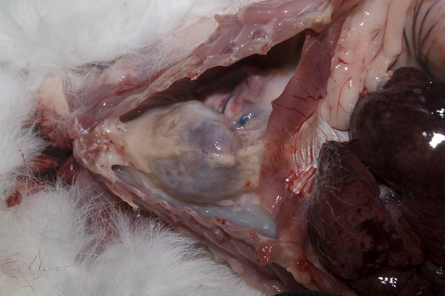 Examine thoracic cavity