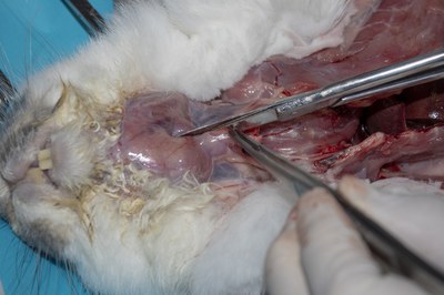 Examine larynx and pharynx Examine larynx and pharynx