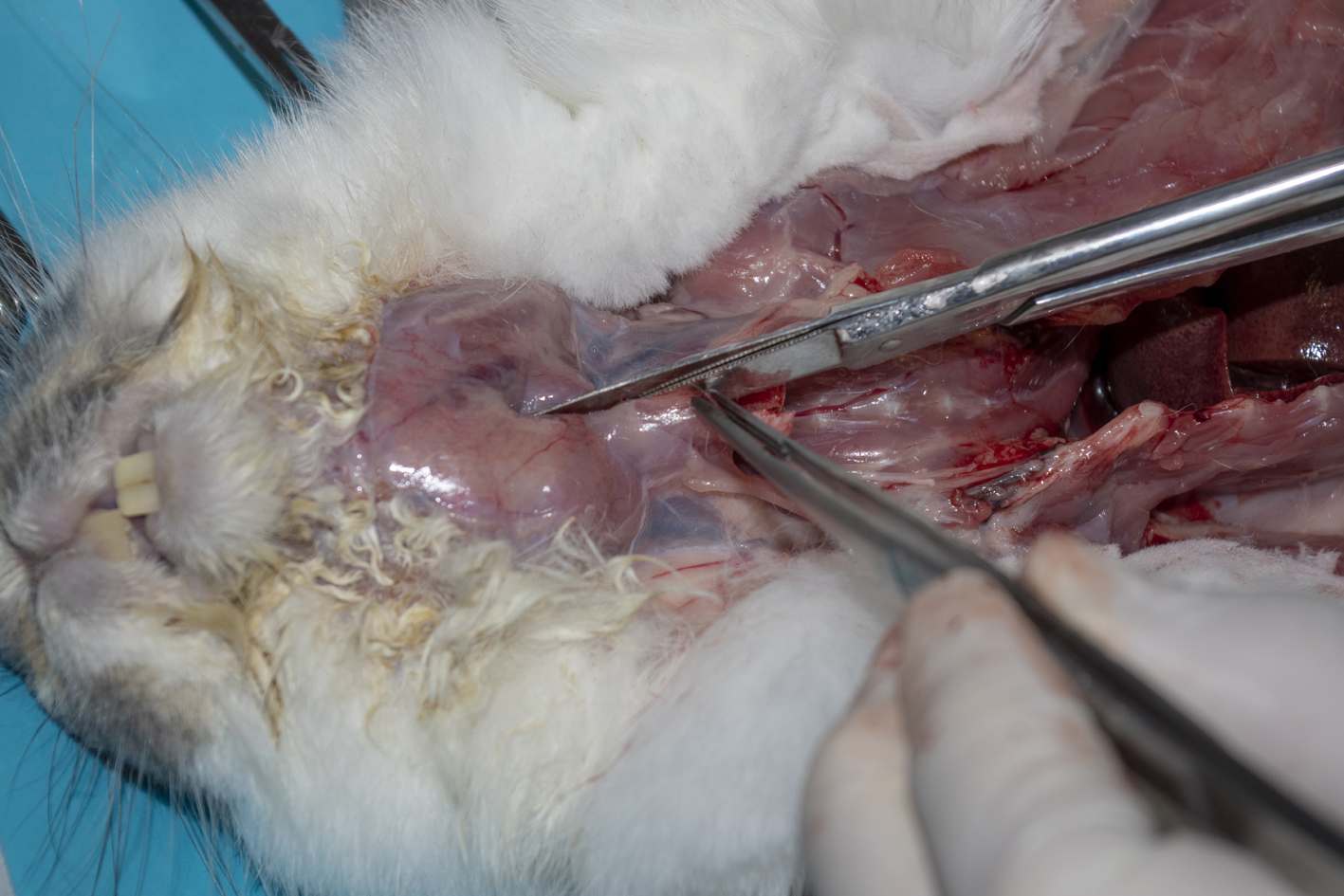 Examine larynx and pharynx