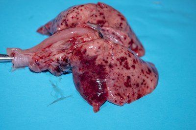 Examine pluck Examine pluck