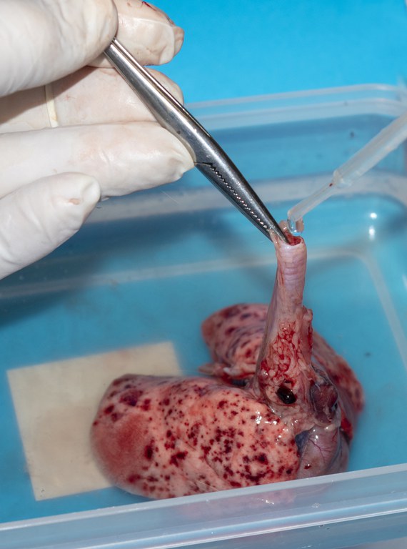 Fill lungs with formol saline
