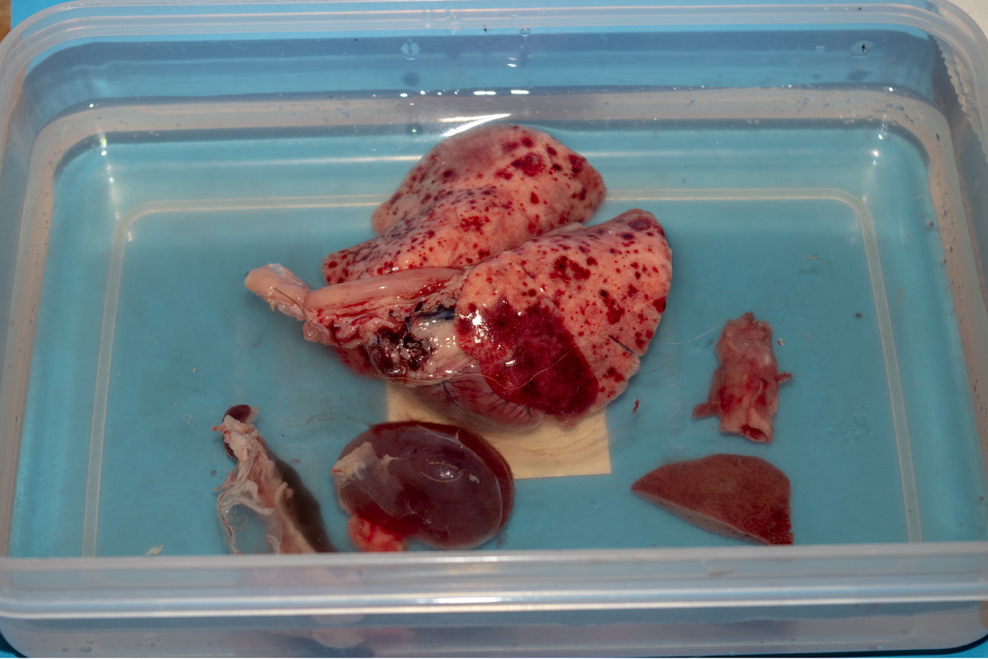 Samples in formol saline