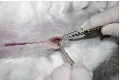 Open abdominal cavity Open abdominal cavity