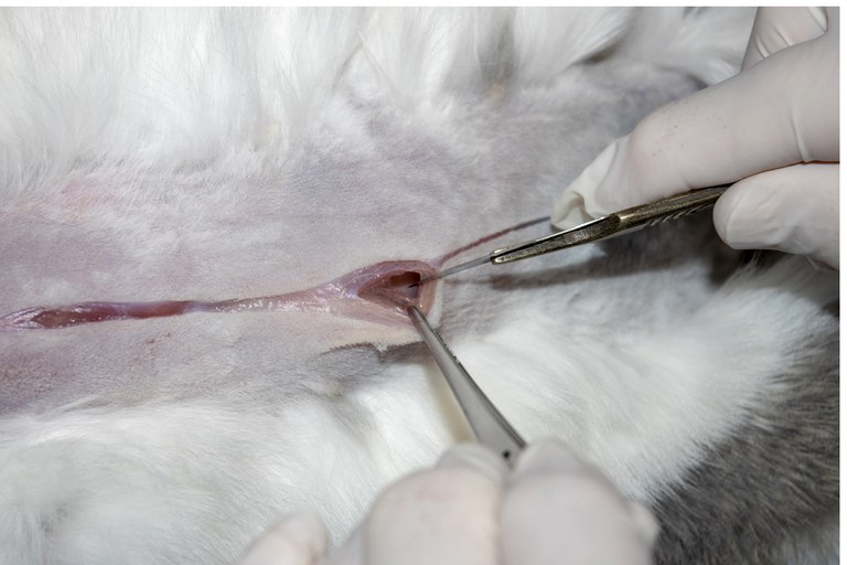 Open abdominal cavity