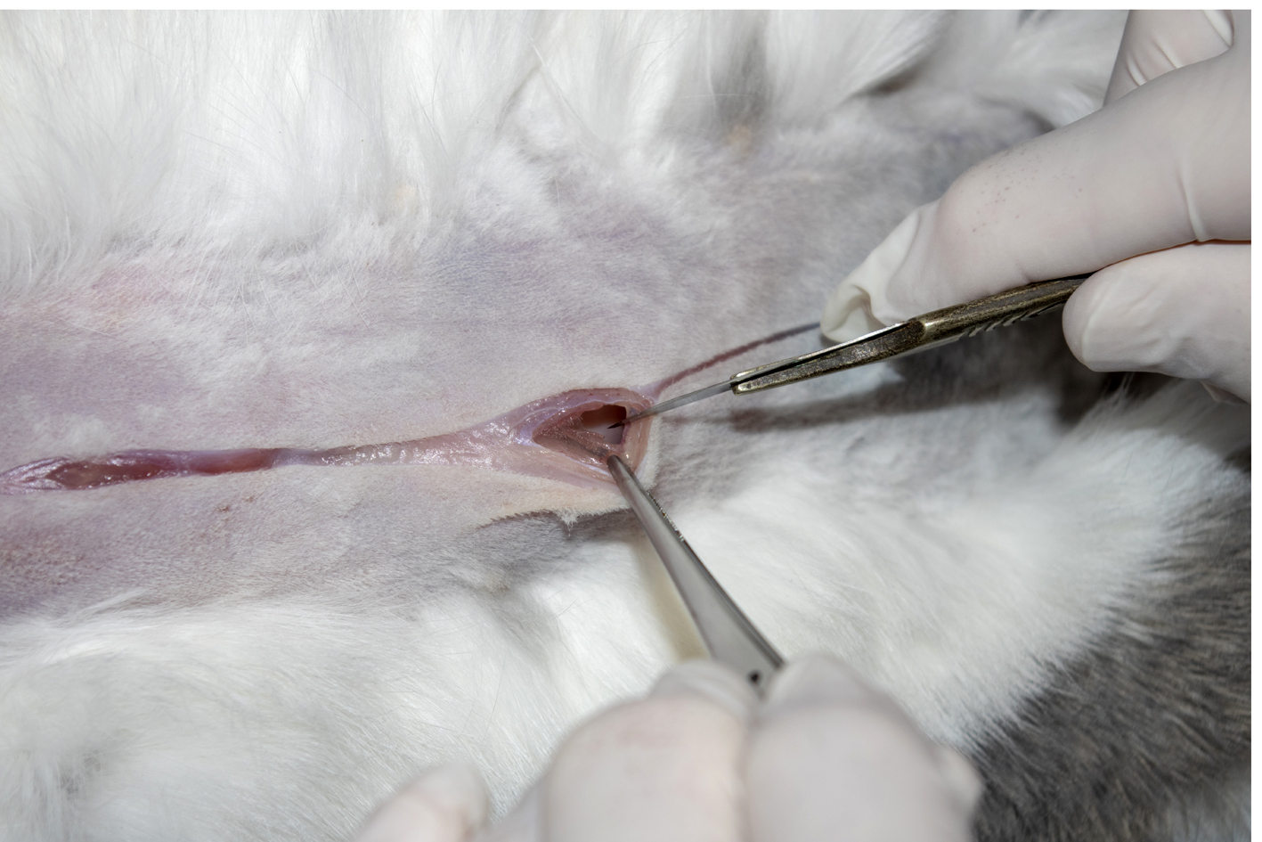 Open abdominal cavity