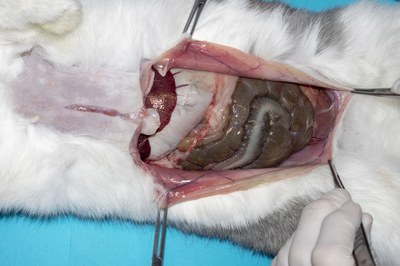 Extend incision laterally Extend incision laterally