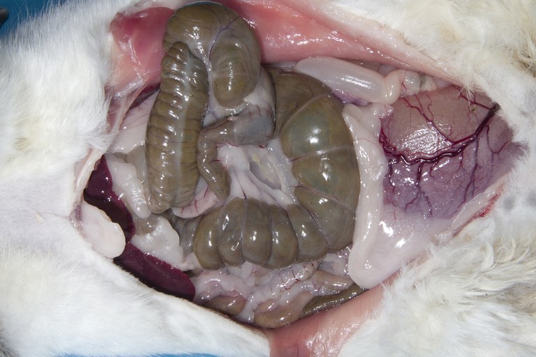 Examine abdominal cavity