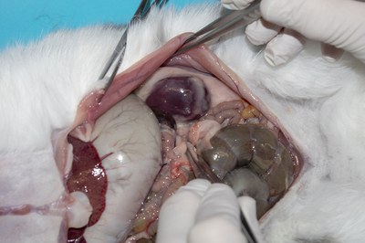 Left kidney Left kidney