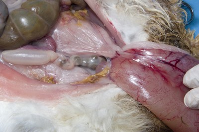 Vaginal stump Vaginal stump