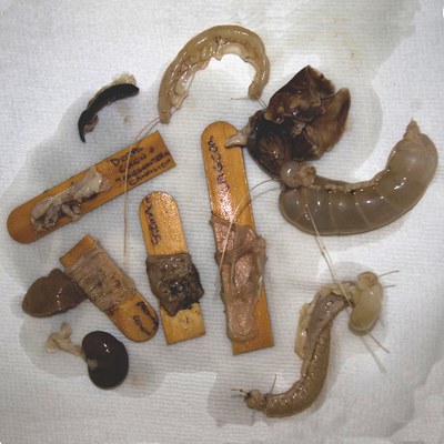 Intestinal samples PM samples.jpg